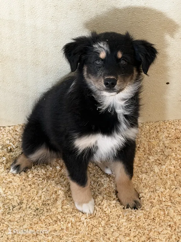 Lynn – Miniature Australian Shepherd puppy for sale in Sparta, WI