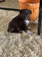 Brax, a male Australian Shepherd for sale in Sparta, WI – 2 of 2