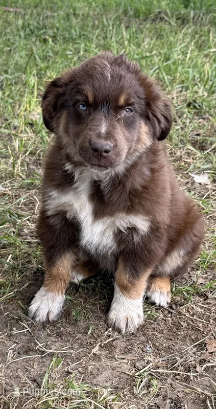Darth  – Australian Shepherd puppy for sale in Sparta, WI