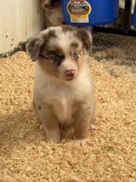 Ryan, a male Miniature Australian Shepherd for sale in Sparta, WI – 2 of 2