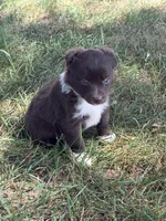 Tiny, a female Miniature Australian Shepherd for sale in Sparta, WI – 3 of 3