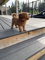 Roxy, a female Poodle - Toy  for sale in Vancouver, WA – 1 of 4