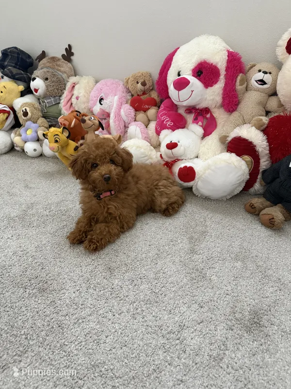 Roxy – Poodle - Toy  puppy for sale in Vancouver, WA