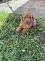 Roxy, a female Poodle - Toy  for sale in Vancouver, WA – 3 of 4