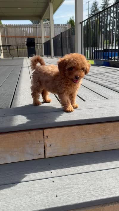 Roxy, a female Poodle - Toy  for sale in Vancouver, WA – 4 of 4