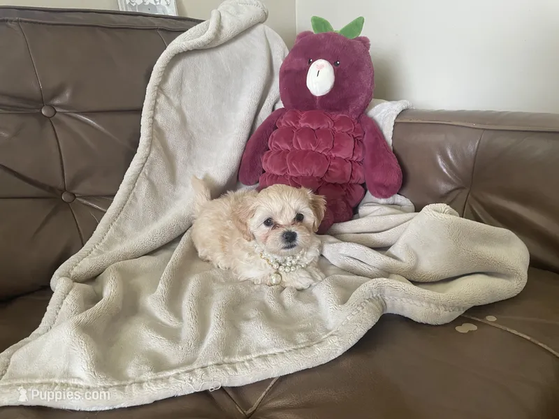 April – Maltipoo puppy for sale in Spring Hill, FL