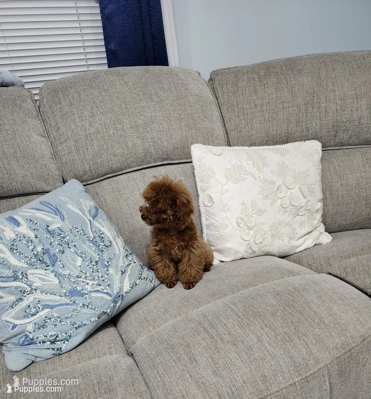 Cherry – Poodle - Toy  puppy for sale in Spring Hill, FL