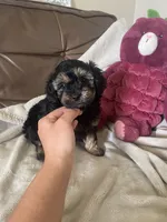 Brooke, a male Maltipoo for sale in Spring Hill, FL – 1 of 2