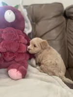 Roku , a male Maltipoo for sale in Spring Hill, FL – Photo 3 of 4