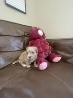 Roku , a male Maltipoo for sale in Spring Hill, FL – Photo 4 of 4