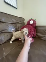 Roku , a male Maltipoo for sale in Spring Hill, FL – Photo 2 of 4