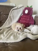 April, a female Maltipoo for sale in Spring Hill, FL – 2 of 2