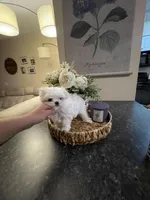 Jazzy, a female Maltese for sale in Spring Hill, FL – Photo 3 of 4