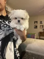 Jazzy, a female Maltese for sale in Spring Hill, FL – Photo 4 of 4