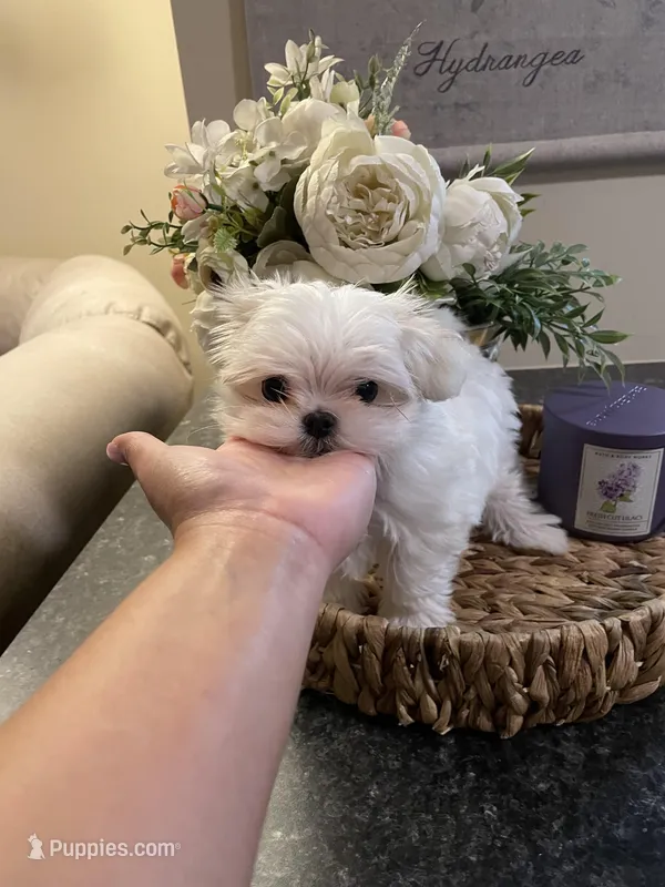 Jazzy – Maltese puppy for sale in Spring Hill, FL