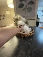 Jazzy, a female Maltese for sale in Spring Hill, FL – Photo 2 of 4