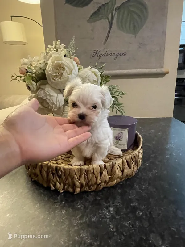 Sunny  – Maltese puppy for sale in Spring Hill, FL