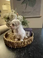 Sunny , a male Maltese for sale in Spring Hill, FL – Photo 3 of 4