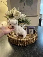 Sunny , a male Maltese for sale in Spring Hill, FL – Photo 4 of 4