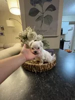 Sunny , a male Maltese for sale in Spring Hill, FL – Photo 2 of 4