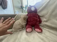 Gaara , a male Maltipoo for sale in Spring Hill, FL – Photo 3 of 3