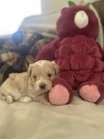 Gaara , a male Maltipoo for sale in Spring Hill, FL – Photo 2 of 3