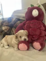 Gaara , a male Maltipoo for sale in Spring Hill, FL – Photo 1 of 3