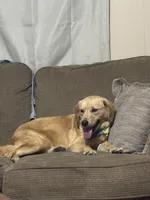 Hazel, a female Golden Retriever and Poodle - Standard  for sale in El Dorado, AR – 3 of 3
