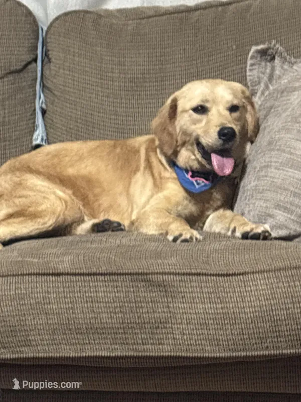 Hazel – Golden Retriever, Poodle - Standard  puppy for sale in El Dorado, AR