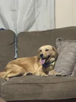 Hazel, a female Golden Retriever and Poodle - Standard  for sale in El Dorado, AR – 2 of 3