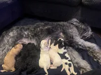 processed/eb850dff-f88a-400f-835f-880646b2f47a/listing/68998472-01d7-4f7e-af33-c097f1abbb31/69184378-293a-4fc0-af31-3e9cb4445310