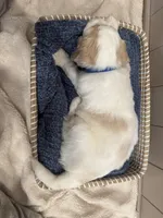 processed/eb850dff-f88a-400f-835f-880646b2f47a/listing/a41042e6-4ce3-4a5b-bcc9-9a5c2d0a243d/d632c1e4-159f-4005-8bac-a5aa151f0d45