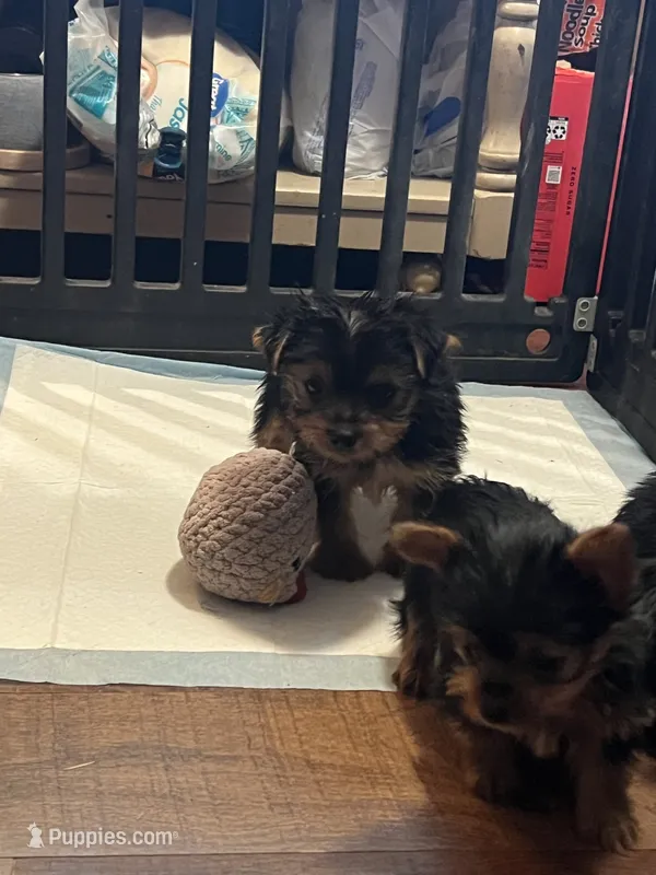 Albert – Yorkshire Terrier puppy for sale in Picayune, MS