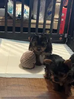 Albert, a male Yorkshire Terrier for sale in Picayune, MS – 1 of 4