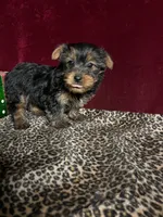 Franky( microchip), a female Yorkshire Terrier for sale in Picayune, MS – Photo 6 of 7