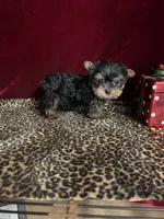 Franky( microchip), a female Yorkshire Terrier for sale in Picayune, MS – Photo 3 of 7