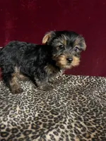 Franky( microchip), a female Yorkshire Terrier for sale in Picayune, MS – Photo 5 of 7