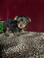Franky( microchip), a female Yorkshire Terrier for sale in Picayune, MS – Photo 4 of 7