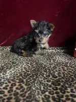Franky( microchip), a female Yorkshire Terrier for sale in Picayune, MS – Photo 1 of 7