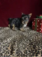 Franky( microchip), a female Yorkshire Terrier for sale in Picayune, MS – Photo 2 of 7