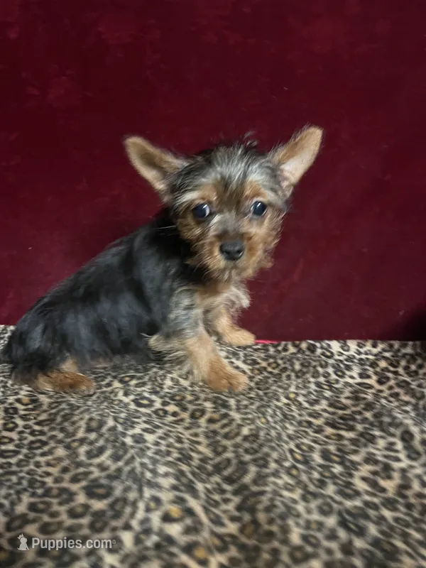 Dax – Yorkshire Terrier puppy for sale in Picayune, MS