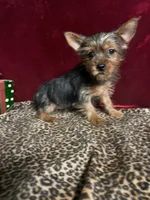 Dax, a male Yorkshire Terrier for sale in Picayune, MS – 4 of 7
