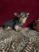 Jonnie , a female Yorkshire Terrier for sale in Picayune, MS – Photo 3 of 8