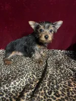 Jonnie Lyn, a female Yorkshire Terrier for sale in Picayune, MS – Photo 5 of 7