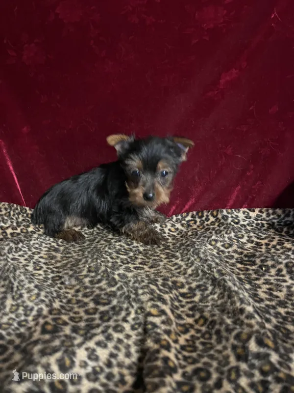 Jonny, a female Yorkshire Terrier for sale in Picayune, MS – Photo 1 of 4