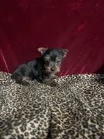 Jonny, a female Yorkshire Terrier for sale in Picayune, MS – Photo 1 of 4