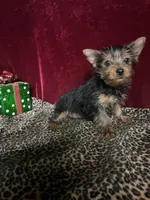 Jonnie Lyn, a female Yorkshire Terrier for sale in Picayune, MS – Photo 4 of 7