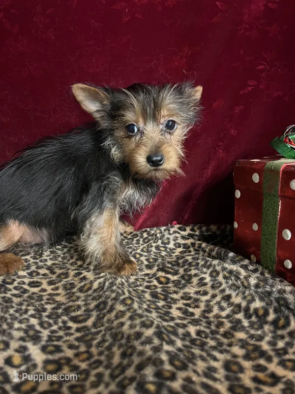 Jonnie  – Yorkshire Terrier puppy for sale in Picayune, MS