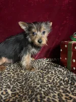 Jonnie , a female Yorkshire Terrier for sale in Picayune, MS – Photo 1 of 8