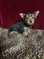 Jonnie Lyn, a female Yorkshire Terrier for sale in Picayune, MS – Photo 7 of 7